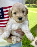 Darla, a female Miniature Goldendoodle for sale in Austin, TX – 2 of 4
