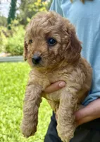Rosie, a female Miniature Goldendoodle for sale in Austin, TX – 1 of 5