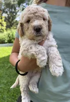 Alfalfa , a male Miniature Goldendoodle for sale in Austin, TX – 3 of 6