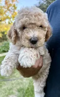 Alfalfa , a male Miniature Goldendoodle for sale in Austin, TX – 2 of 5