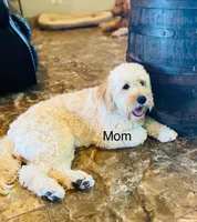 Alfalfa , a male Miniature Goldendoodle for sale in Austin, TX – 6 of 6