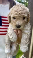 Alfalfa , a male Miniature Goldendoodle for sale in Austin, TX – 2 of 6