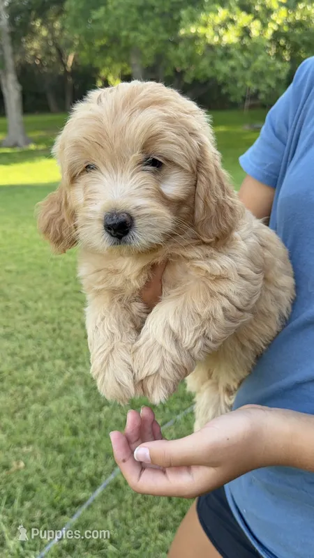 Ms. Honey – Miniature Goldendoodle puppy for sale in Austin, TX