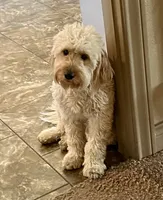 Harper, a female Miniature Goldendoodle for sale in Austin, TX – 3 of 3