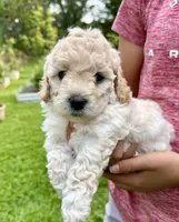 Harper, a female Miniature Goldendoodle for sale in Austin, TX – 1 of 3
