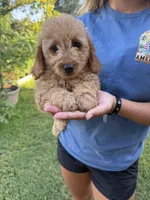 Rosie, a female Miniature Goldendoodle for sale in Austin, TX – 2 of 4