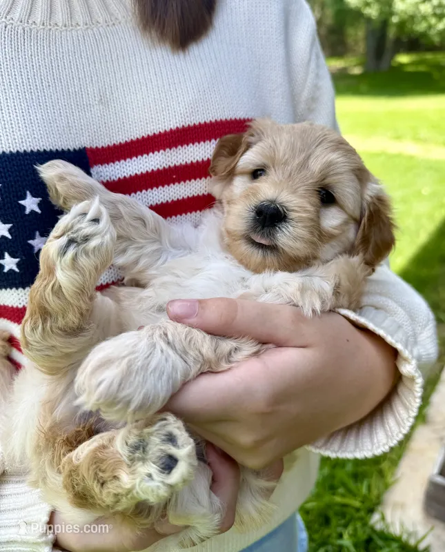 Darla – Miniature Goldendoodle puppy for sale in Austin, TX