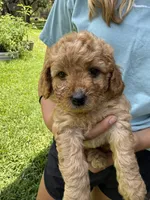 Rosie, a female Miniature Goldendoodle for sale in Austin, TX – 2 of 5
