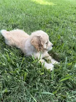 Mr. Gray , a male Miniature Goldendoodle for sale in Austin, TX – 3 of 3