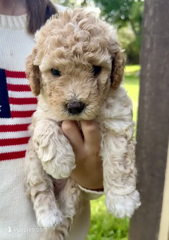 Alfalfa  – Miniature Goldendoodle puppy for sale in Austin, TX