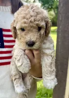 Alfalfa , a male Miniature Goldendoodle for sale in Austin, TX – 1 of 6