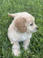 Mr. Gray , a male Miniature Goldendoodle for sale in Austin, TX – 2 of 3