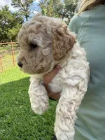 Alfalfa , a male Miniature Goldendoodle for sale in Austin, TX – 4 of 6