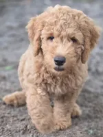 Mr. Red, a male Miniature Goldendoodle for sale in Orlando, FL – Photo 2 of 3