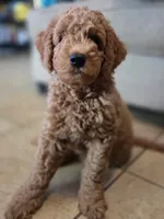 Mr. Red, a male Miniature Goldendoodle for sale in Orlando, FL – Photo 3 of 3