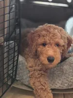 Mr. Red, a male Miniature Goldendoodle for sale in Orlando, FL – Photo 1 of 3