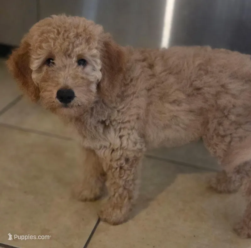 Mr. Green  – Miniature Goldendoodle puppy for sale in Orlando, FL