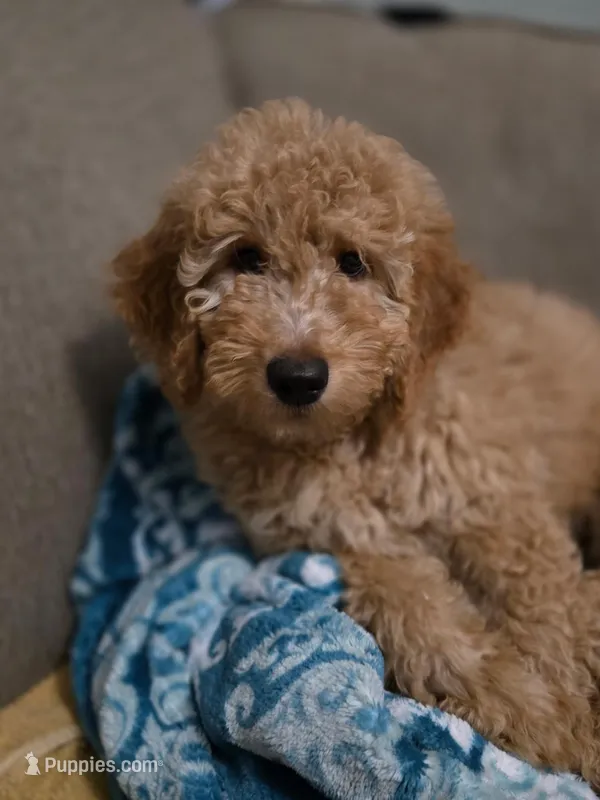 Mr. Green  – Miniature Goldendoodle puppy for sale in Orlando, FL