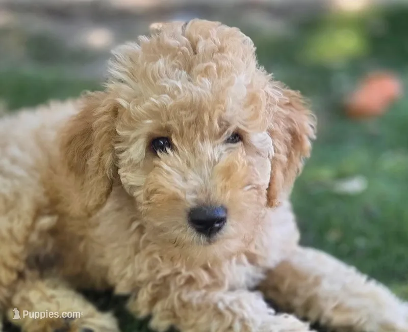 Mr. Brown – Miniature Goldendoodle puppy for sale in Orlando, FL