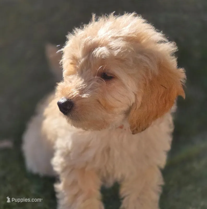 Mr. Orange – Miniature Goldendoodle puppy for sale in Orlando, FL