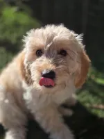 Mr. Orange, a male Miniature Goldendoodle for sale in Orlando, FL – Photo 3 of 3