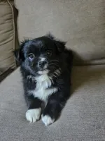 Mix Shit tzu and Pomeranian, a male Shih Tzu for sale in Fort Wayne, IN – 2 of 2