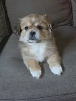 Mix Shit tzu and Pomeranian, a male Shih Tzu for sale in Fort Wayne, IN – 1 of 2