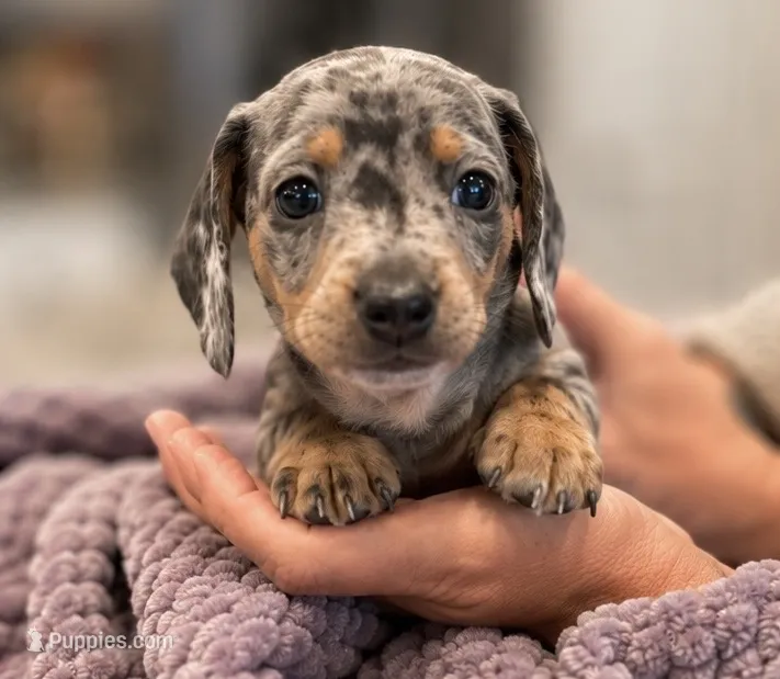 Waylon – Miniature Dachshund puppy for sale in Adairsville, GA