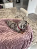 Waylon, a male Miniature Dachshund for sale in Adairsville, GA – 2 of 3