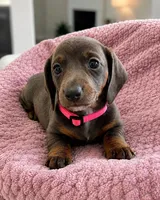 Bella Rose, a female Miniature Dachshund for sale in Adairsville, GA – 3 of 3