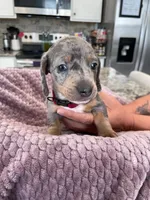 Waylon, a male Miniature Dachshund for sale in Adairsville, GA – 1 of 3