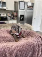 Waylon, a male Miniature Dachshund for sale in Adairsville, GA – 3 of 3