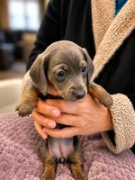 Bella Rose, a female Miniature Dachshund for sale in Adairsville, GA – 2 of 3