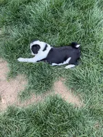 Apolo, a male Pug for sale in Woodstown, NJ – 3 of 5