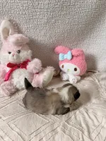 Flora, a female Pug for sale in Woodstown, NJ – 6 of 7