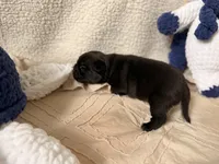 Luke , a male Pug for sale in Woodstown, NJ – 4 of 8