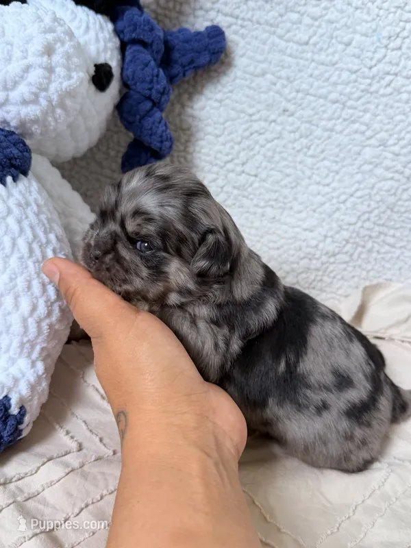 Roy – Pug puppy for sale in Woodstown, NJ