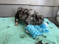Roy, a male Pug for sale in Woodstown, NJ – 8 of 9