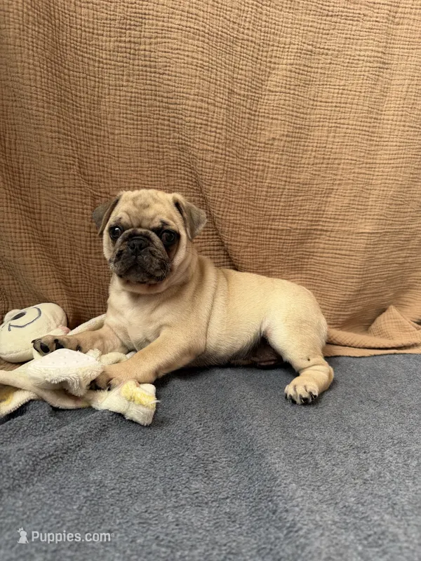 Canelo  – Pug puppy for sale in Woodstown, NJ