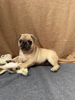 Canelo , a male Pug for sale in Woodstown, NJ – 3 of 7