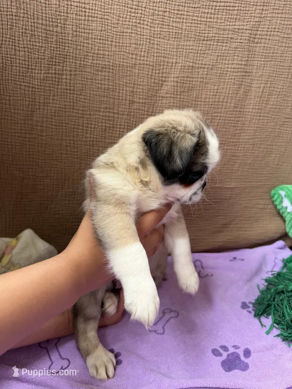 Flora – Pug puppy for sale in Woodstown, NJ