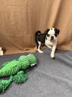 Apolo, a male Pug for sale in Woodstown, NJ – 2 of 10