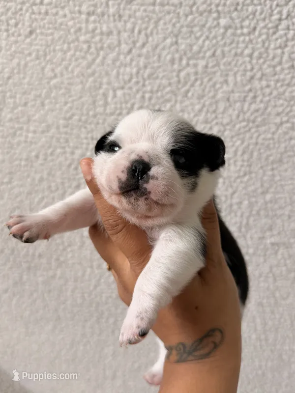 Apolo – Pug puppy for sale in Woodstown, NJ