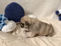 Canelo , a male Pug for sale in Woodstown, NJ – 4 of 5