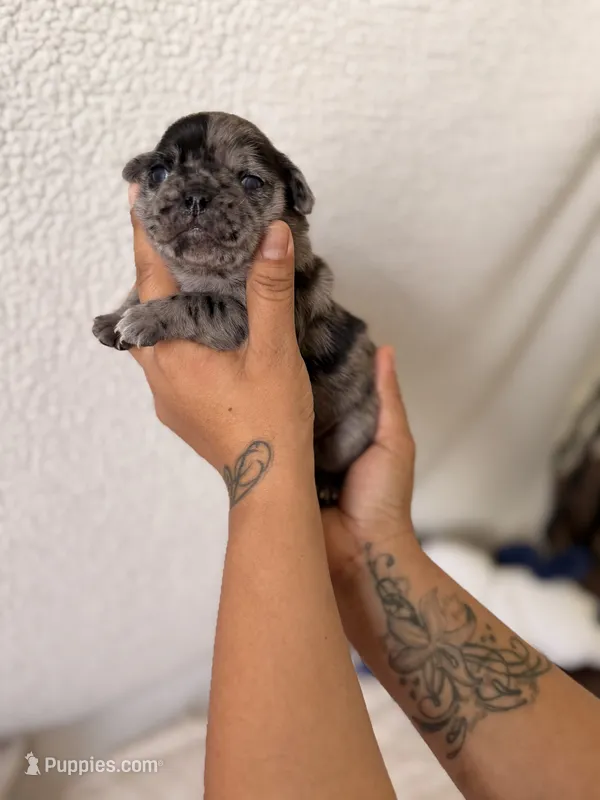 Henry  – Pug puppy for sale in Woodstown, NJ