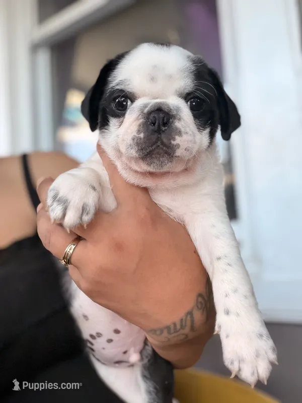 Apolo – Pug puppy for sale in Woodstown, NJ