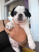 Apolo, a male Pug for sale in Woodstown, NJ – 4 of 10