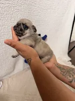 Canelo , a male Pug for sale in Woodstown, NJ – 3 of 5