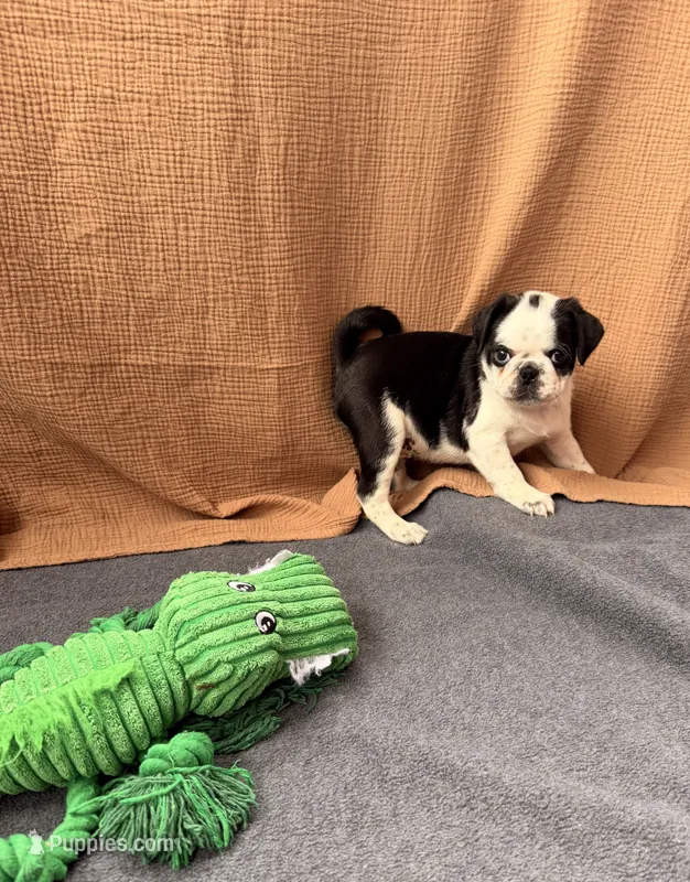 Apolo – Pug puppy for sale in Woodstown, NJ