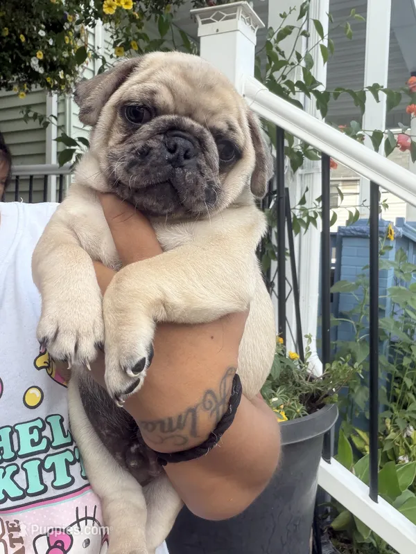 Canelo  – Pug puppy for sale in Woodstown, NJ